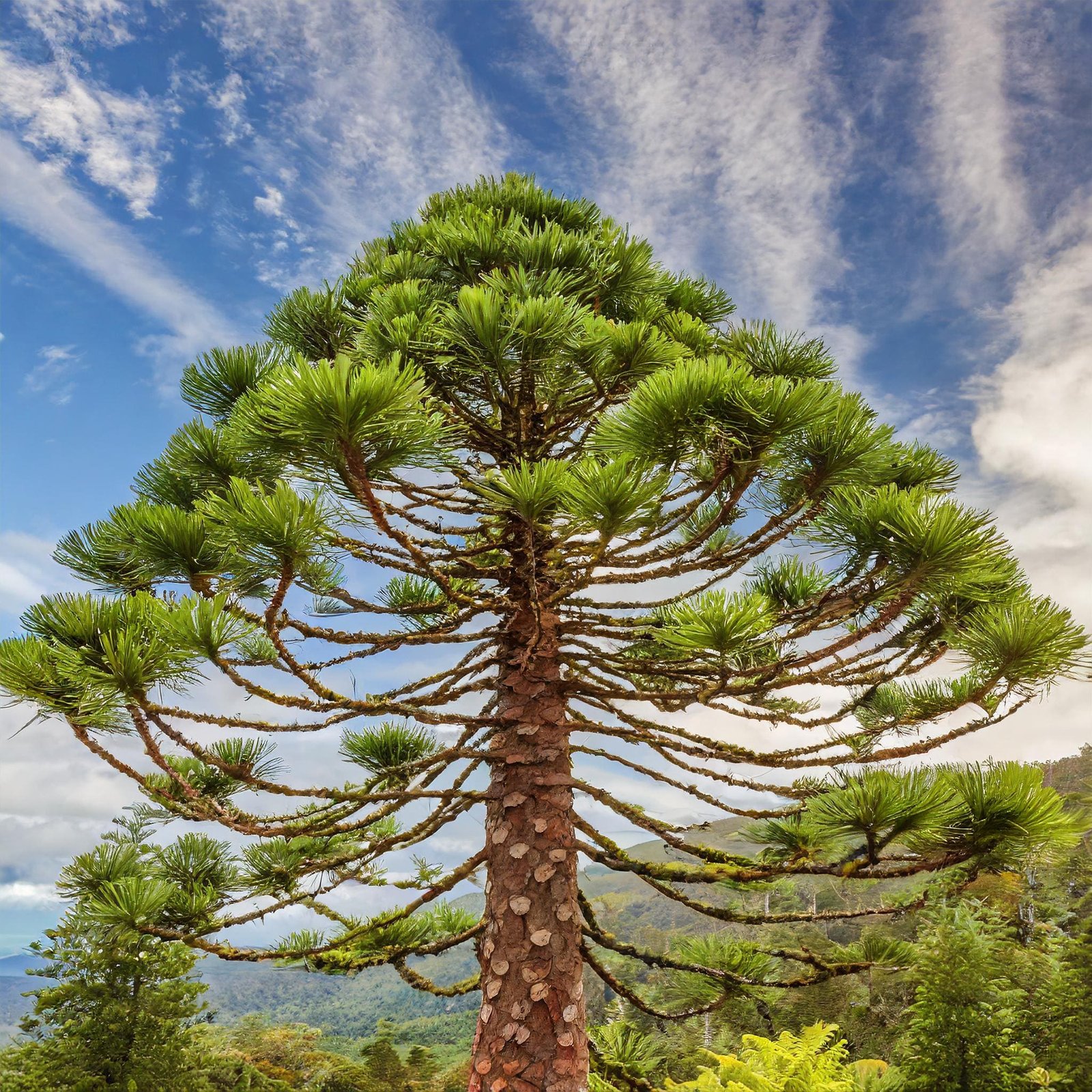 Wollemi Pine